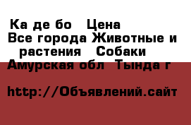 Ка де бо › Цена ­ 25 000 - Все города Животные и растения » Собаки   . Амурская обл.,Тында г.